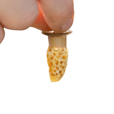 Arı Yemlikleri ve Ana Arı Üretim